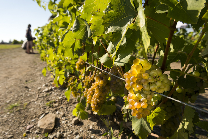 В России могут установить минимальную розничную цену на вина для улучшения их качества