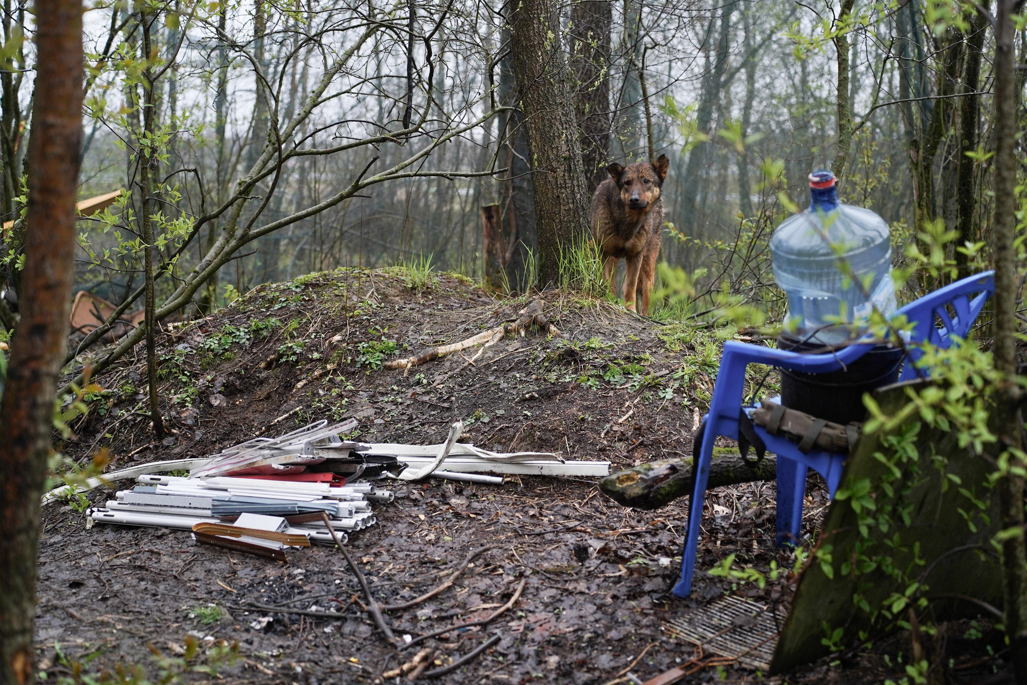 На полигоне живут собаки, но при виде чужаков они, на удивление, не лают. Фото: «Бумага»