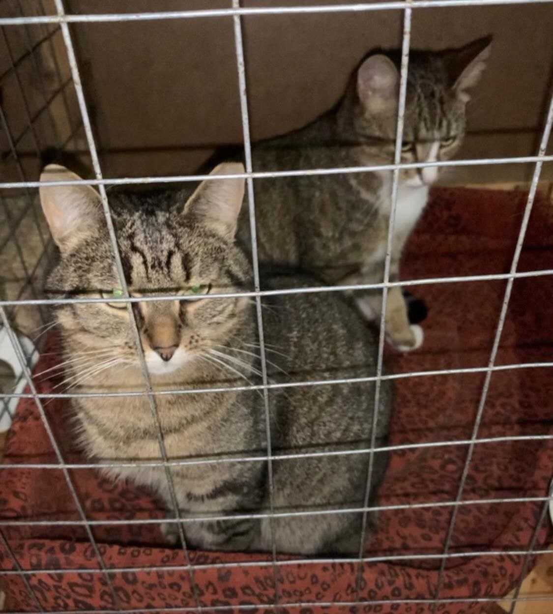 Мама и Доча