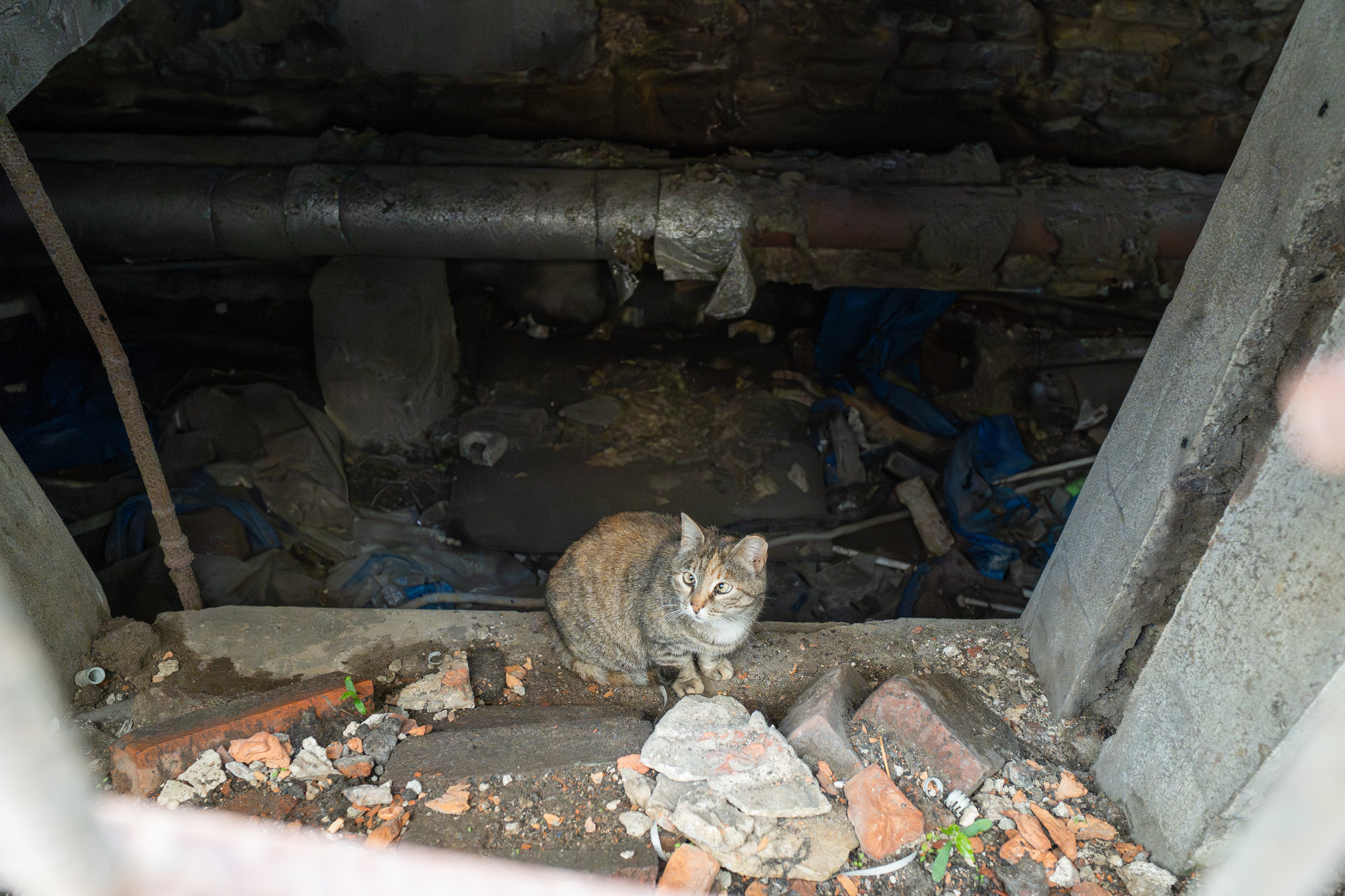 Подвалы во дворе на Боровой улице, 18. Фото: «Бумага»
