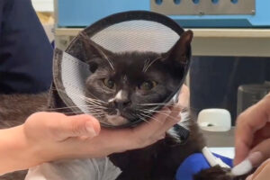 Как доставали котика из набережной Фонтанки — и что с ним сейчас. Рассказывает участница спасательной операции