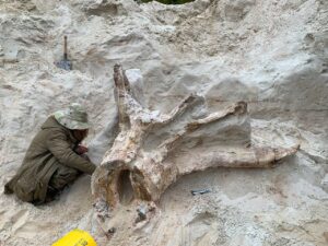 Познакомьтесь с «пнем-прародителем», найденным под Лугой. Ему больше 380 миллионов лет, но правда ли это пень, — пока никто не знает