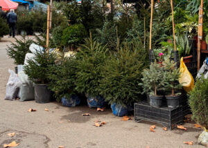 Елки начали продавать на Дезертирском рынке и на площади Орбелиани