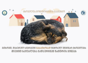 Помочь бездомным животным в холода призвало Агентство мониторинга