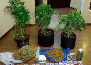 Россиянина арестовали за выращивание конопли в теплице, оборудованной на съемной квартире