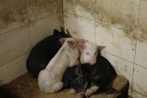 В Кутаиси обнаружили нелегальную скотобойню